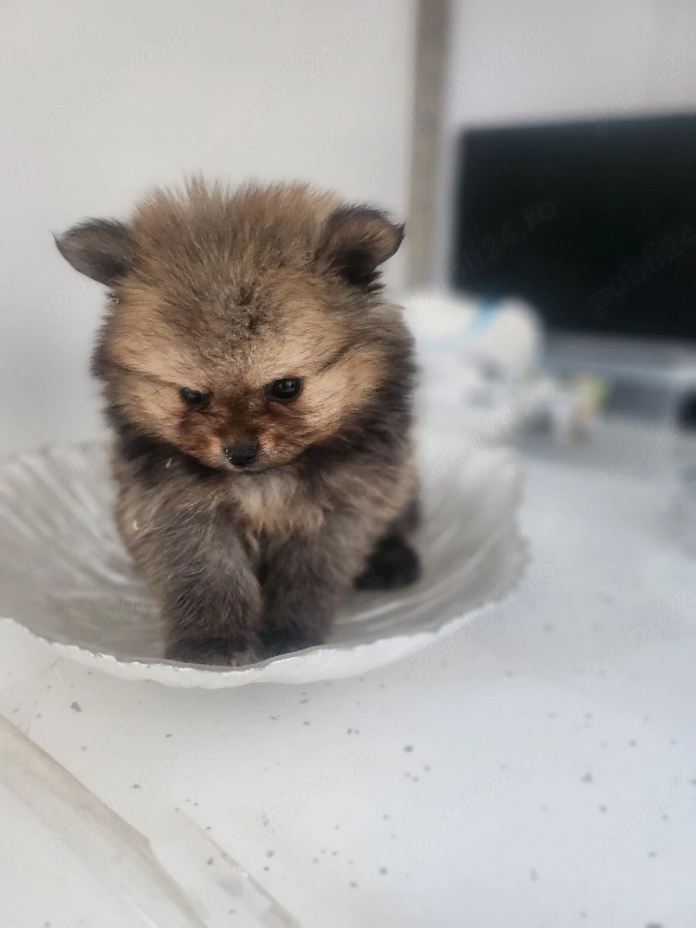 Pomeranian mini toy