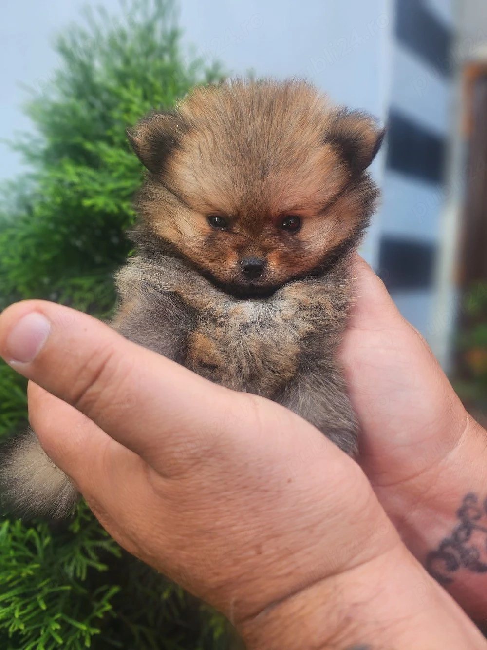 Pomeranian mini toy