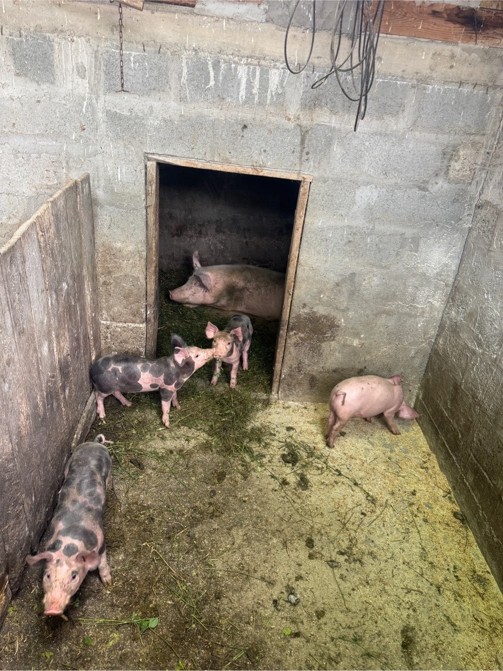 vand porci