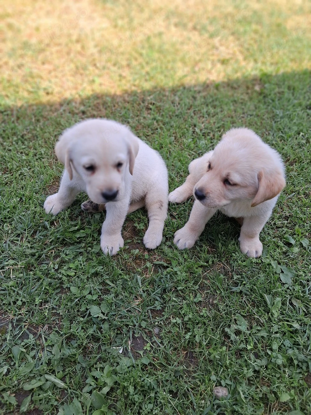 Labrador de vanzare