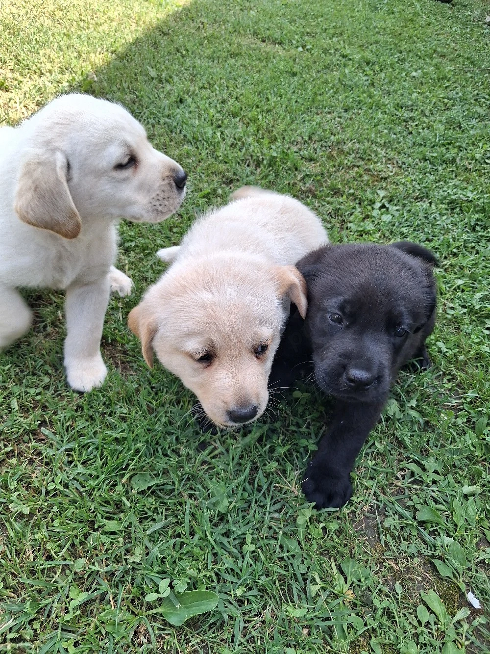 vand caini Labrador 