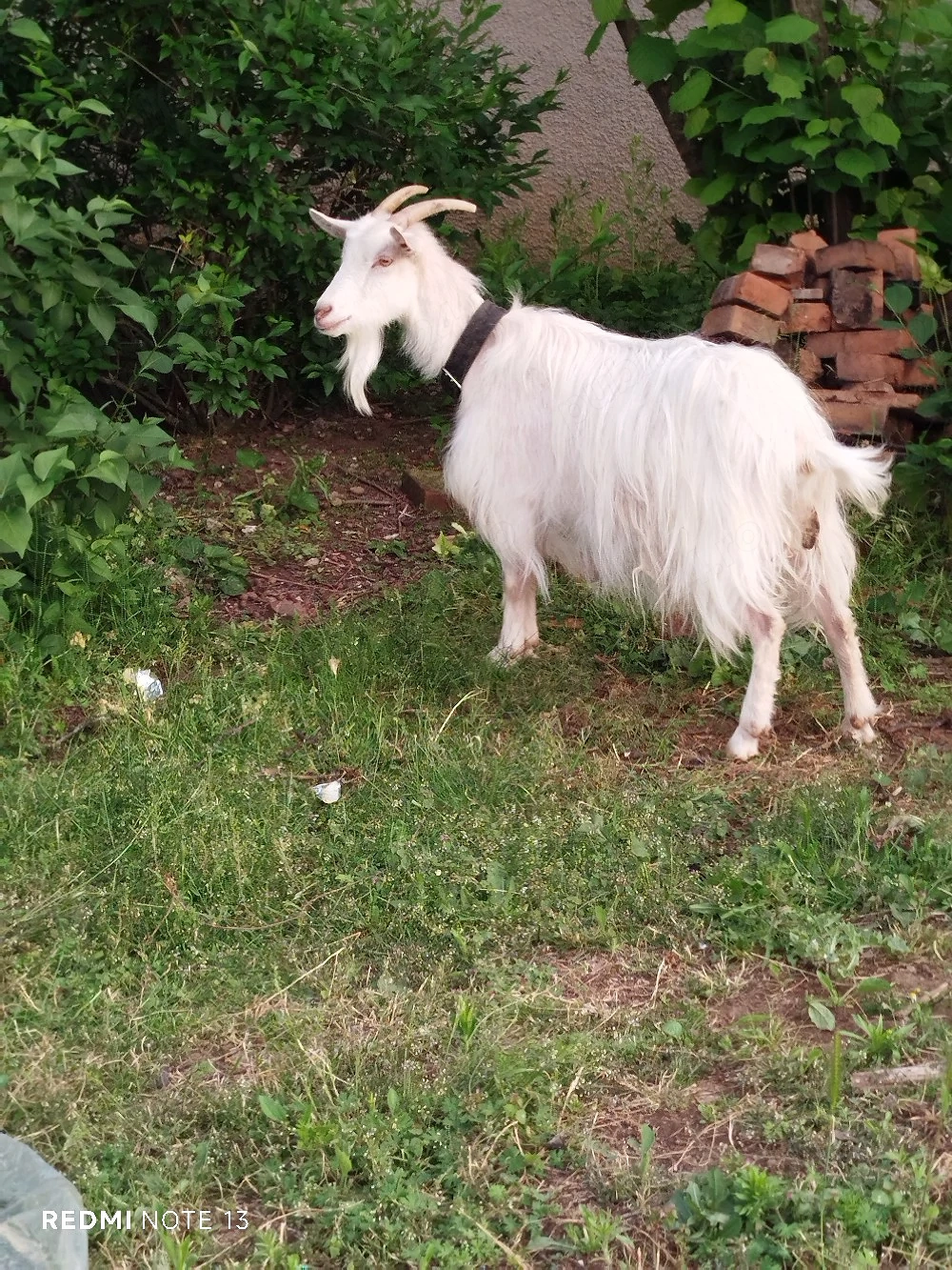 capră de vânzare