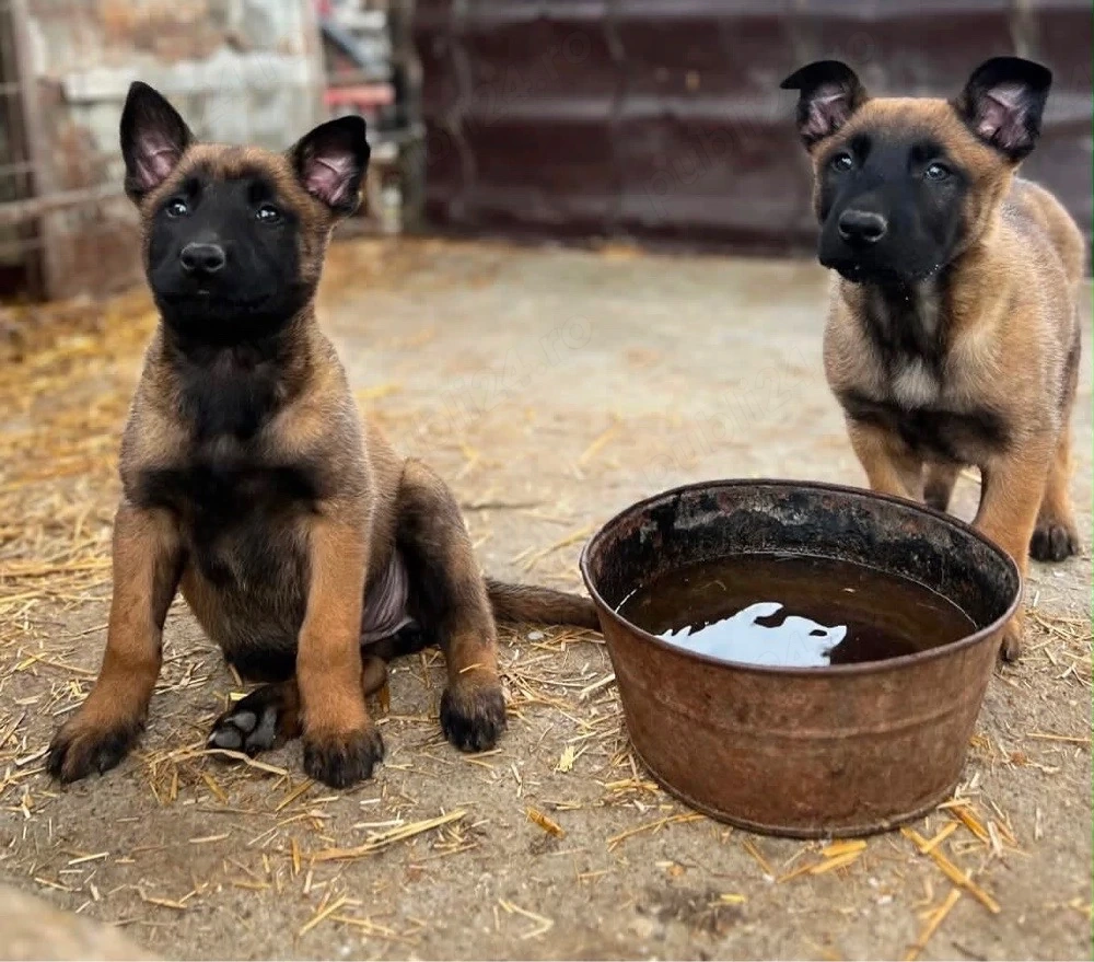 Vând femelă Ciobănesc Belgian Malinois