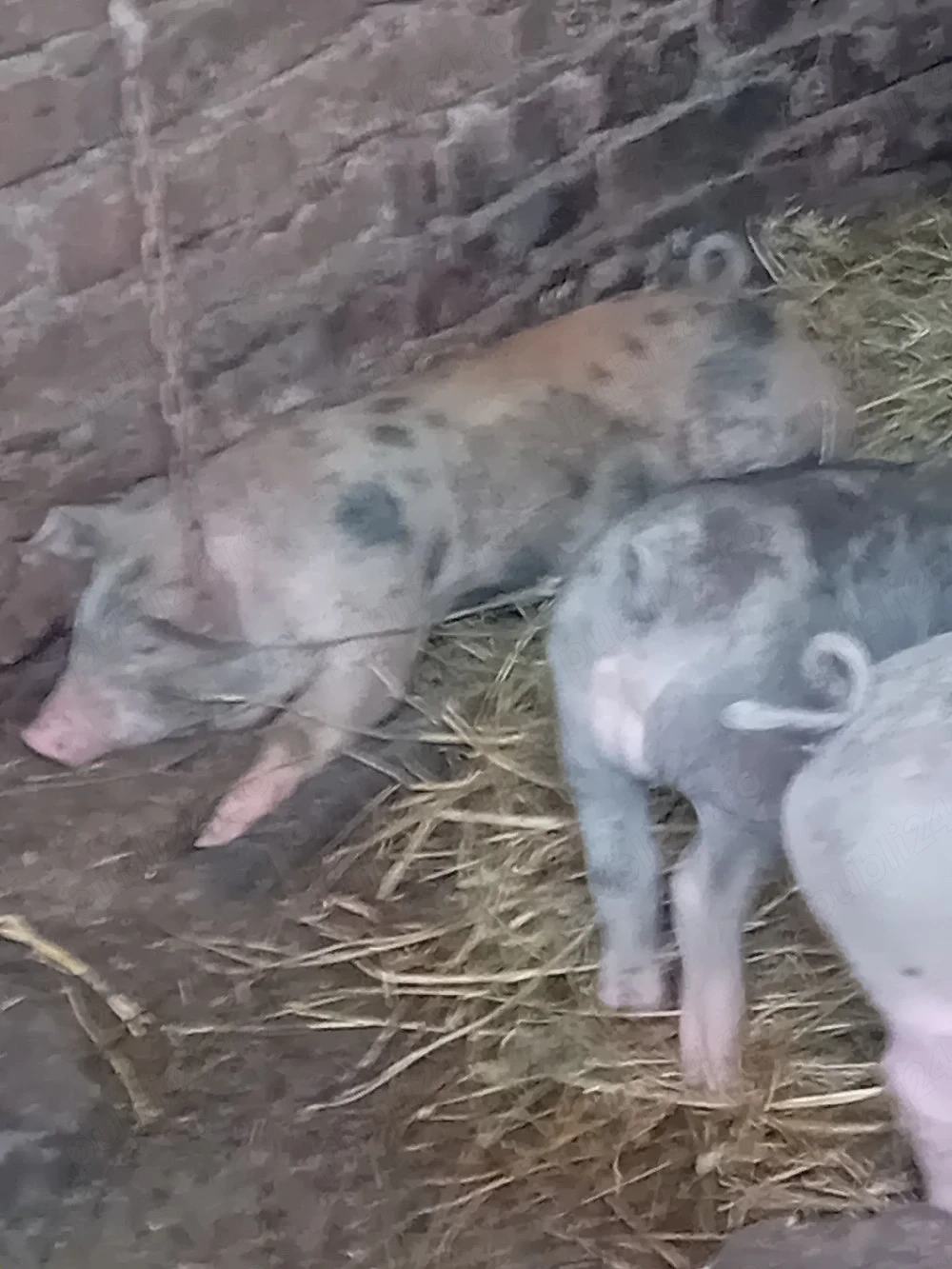 vand grasuni 6 saptamani 