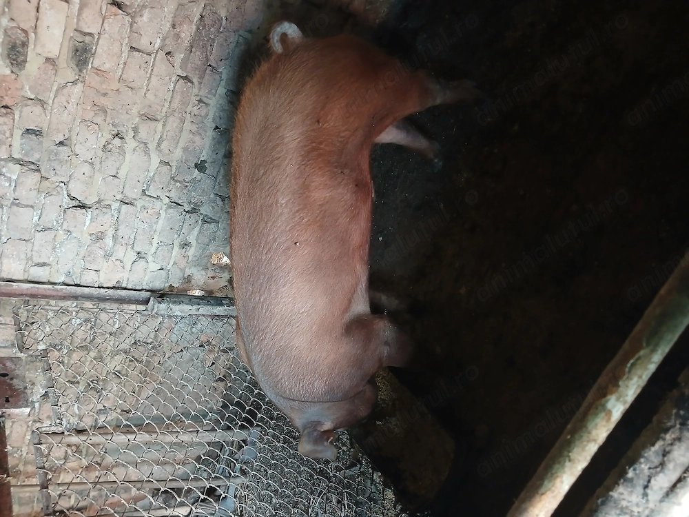 Vând mascul Duroc rasa 