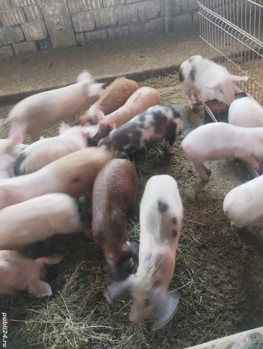 vând purcei 13 săptămâni 