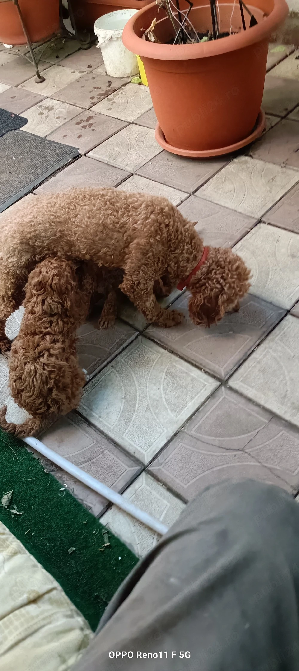 Caniche toy baietei si o fata. Bacau  