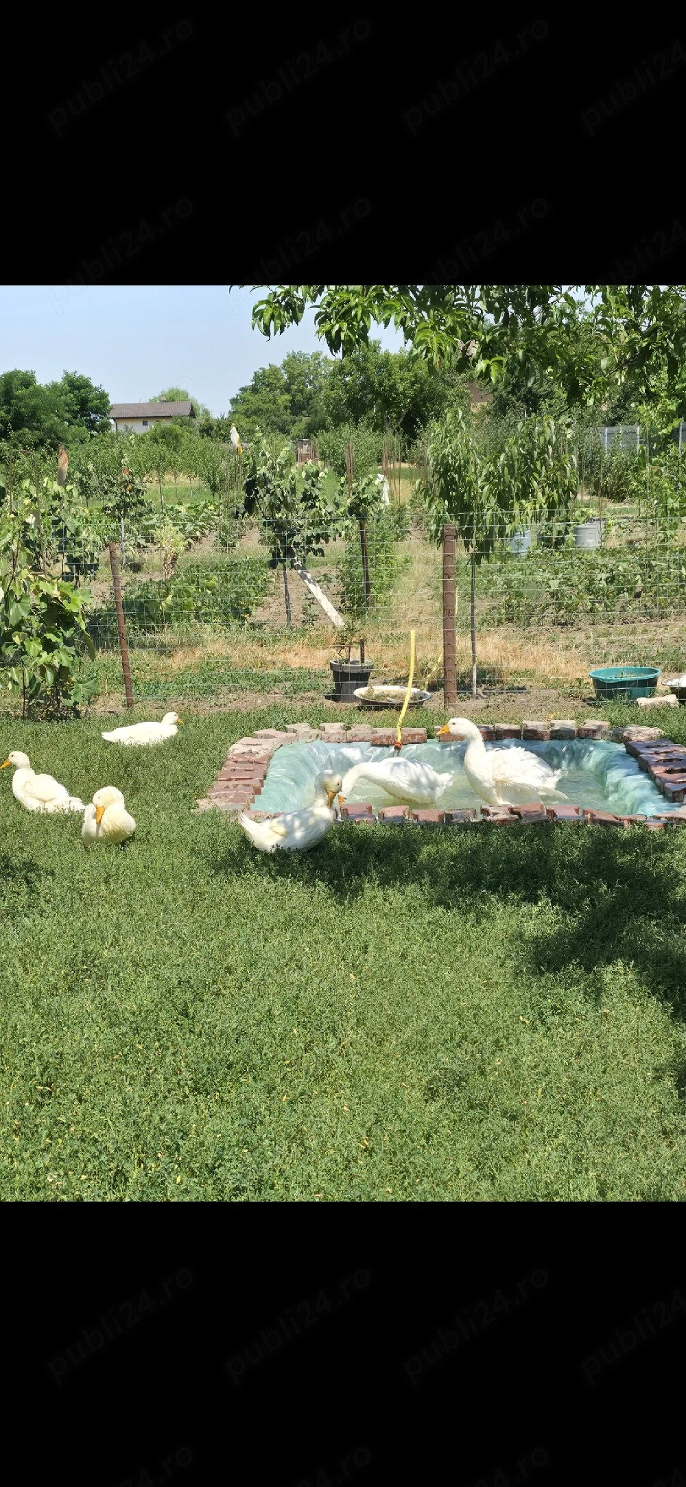 Vand rate Pekin 