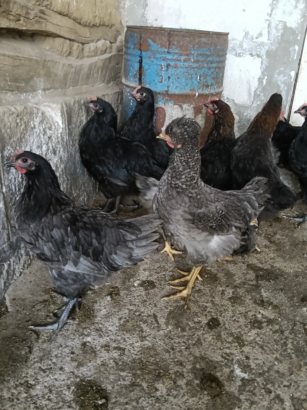 Cocoșei marans și australorp albastru și negru+ moțați și barbosi(unul barat e din ou verde) 