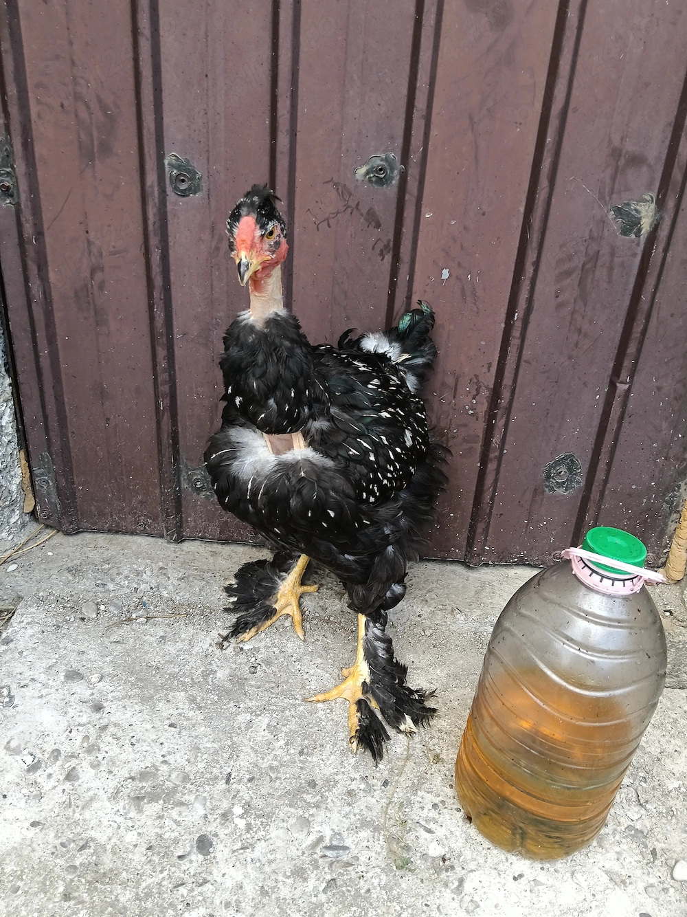 Cocos argintiu motat golaș deosebit din ou verde scos la sfârșitul lunii februarie 
