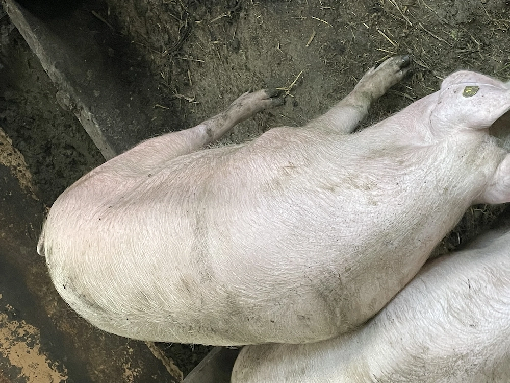 Vând porc. 