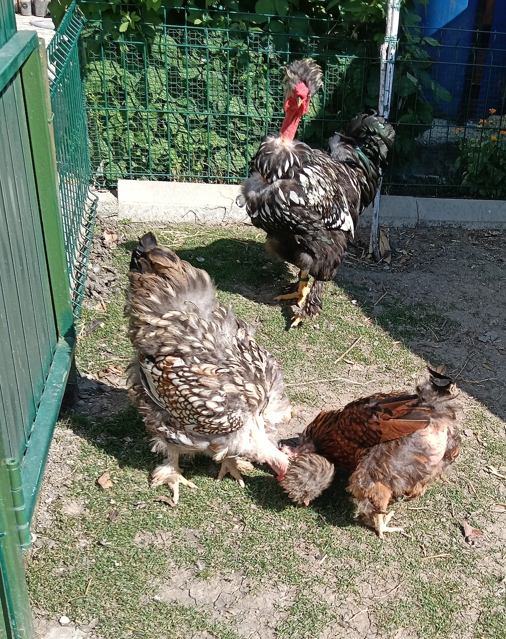 Cocos motat golaș argintiu+ o găină moțată golașa argintie și una moțată barboasa aurie bordurati de