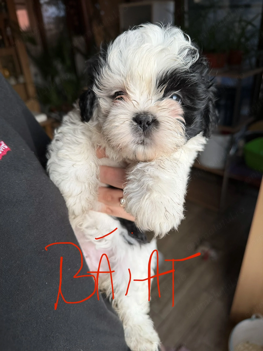 Vand puiuti Shih Tzu 
