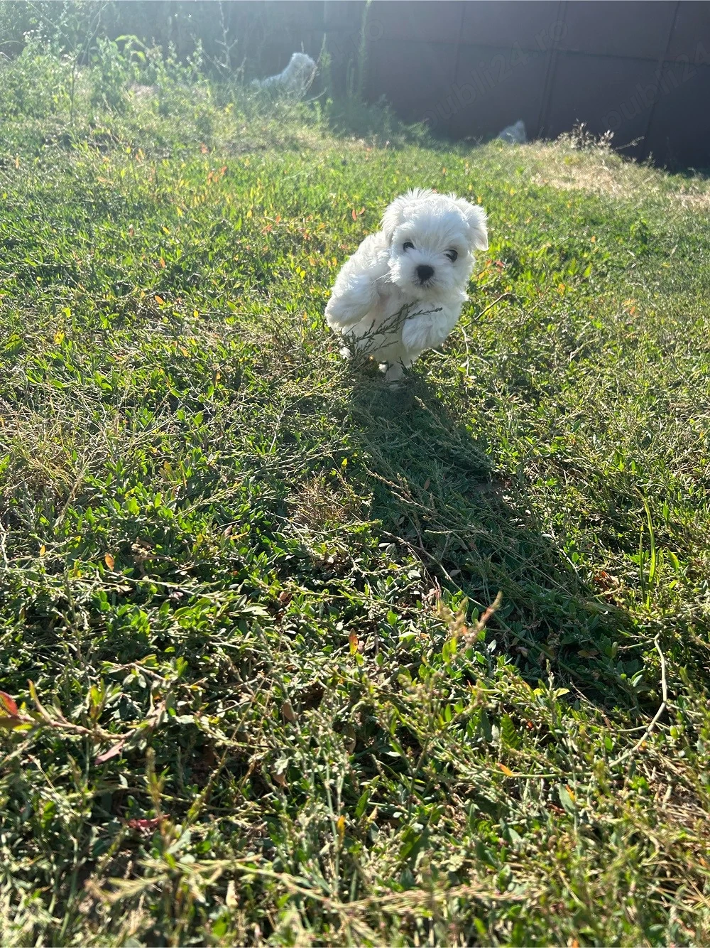 Bichon Maltez de vânzare
