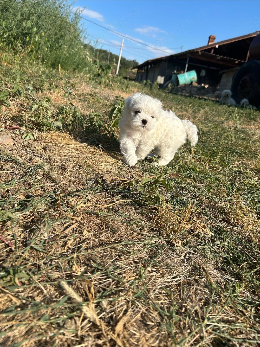 Bichon Maltez de vânzare