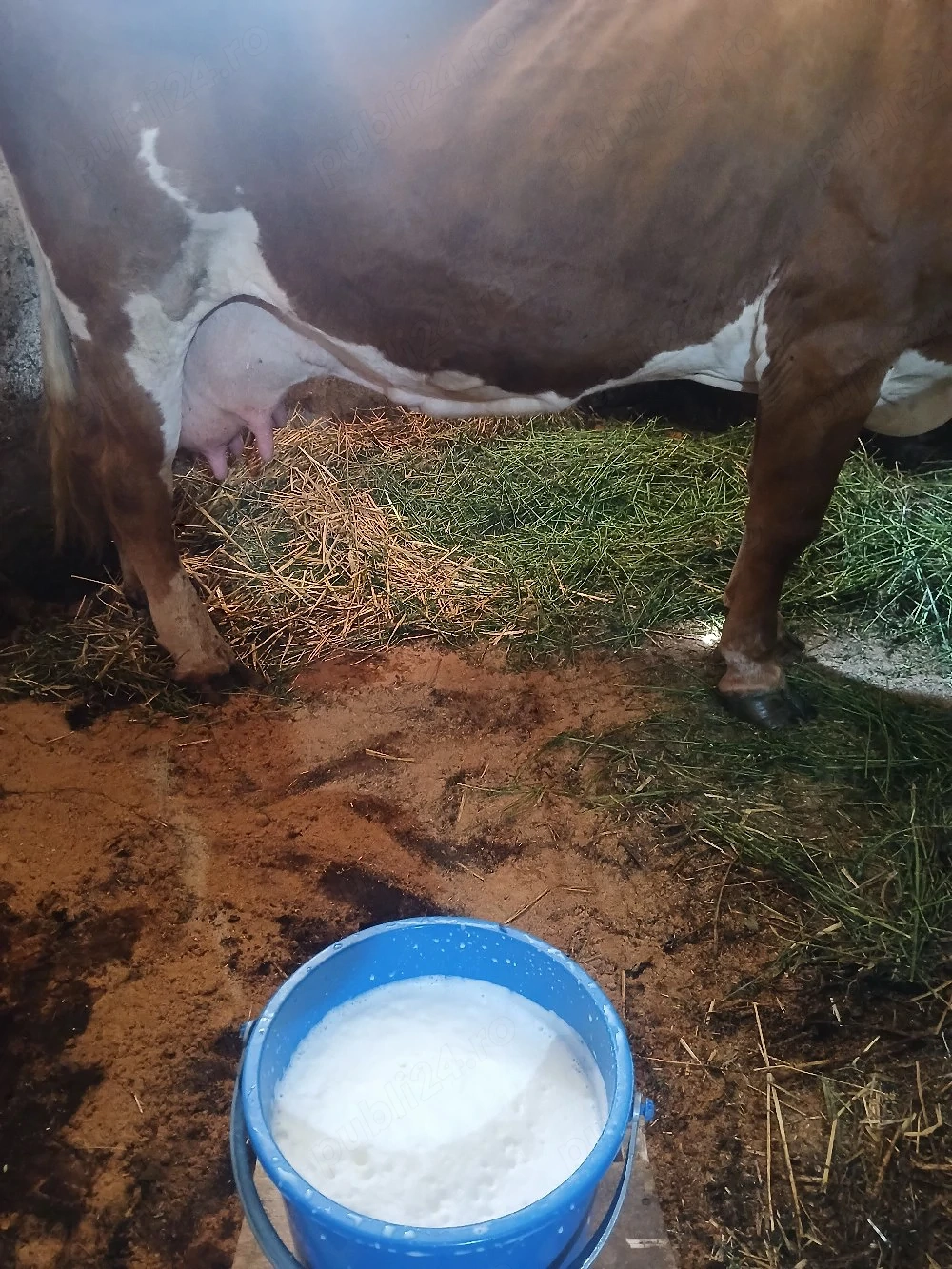 Vacă Gestantă