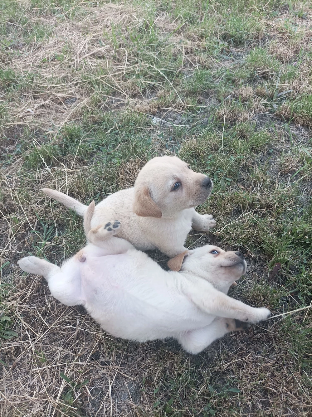 Căței Labrador 