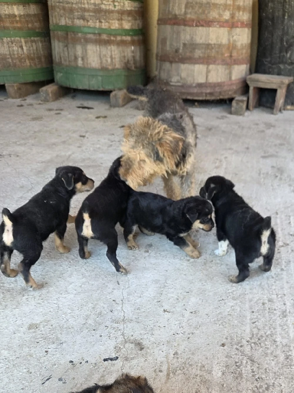 vand catei Terrier