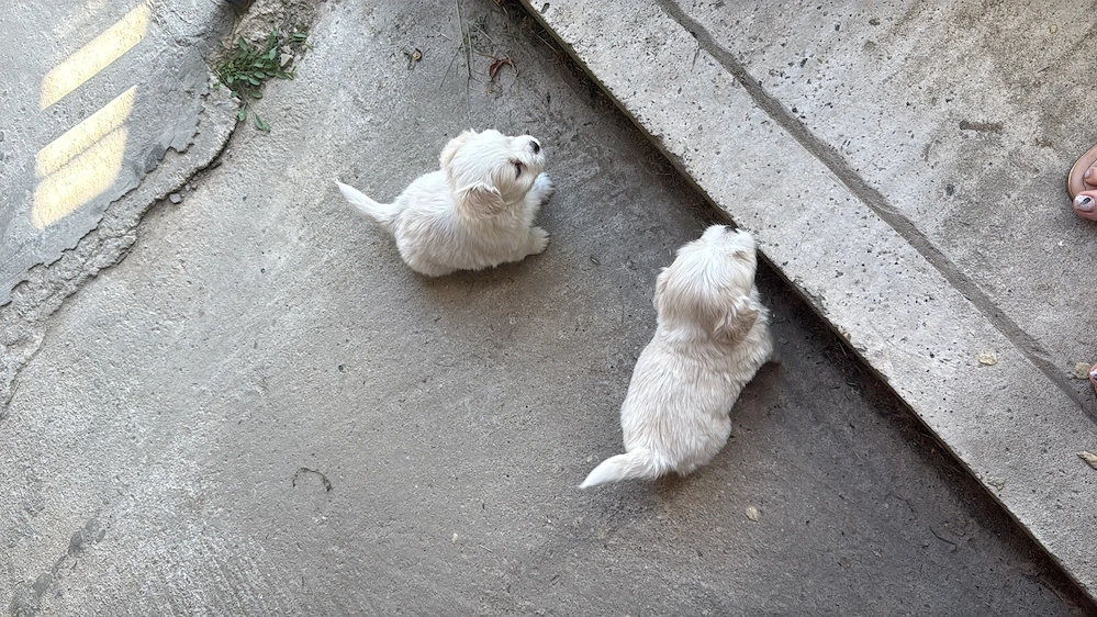 Bichon havanez femela