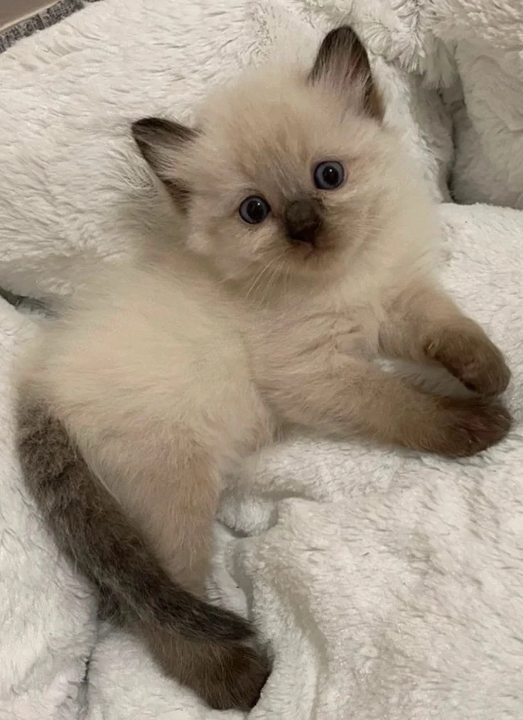 ragdoll disponibil