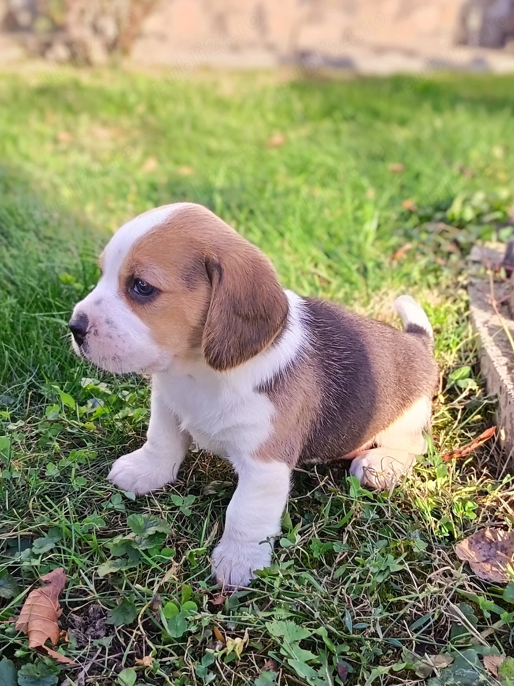Beagle băieței și fetite