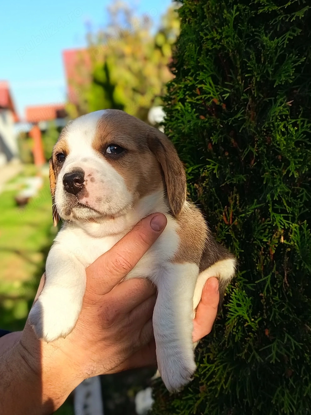 Beagle tricolor tricolor 