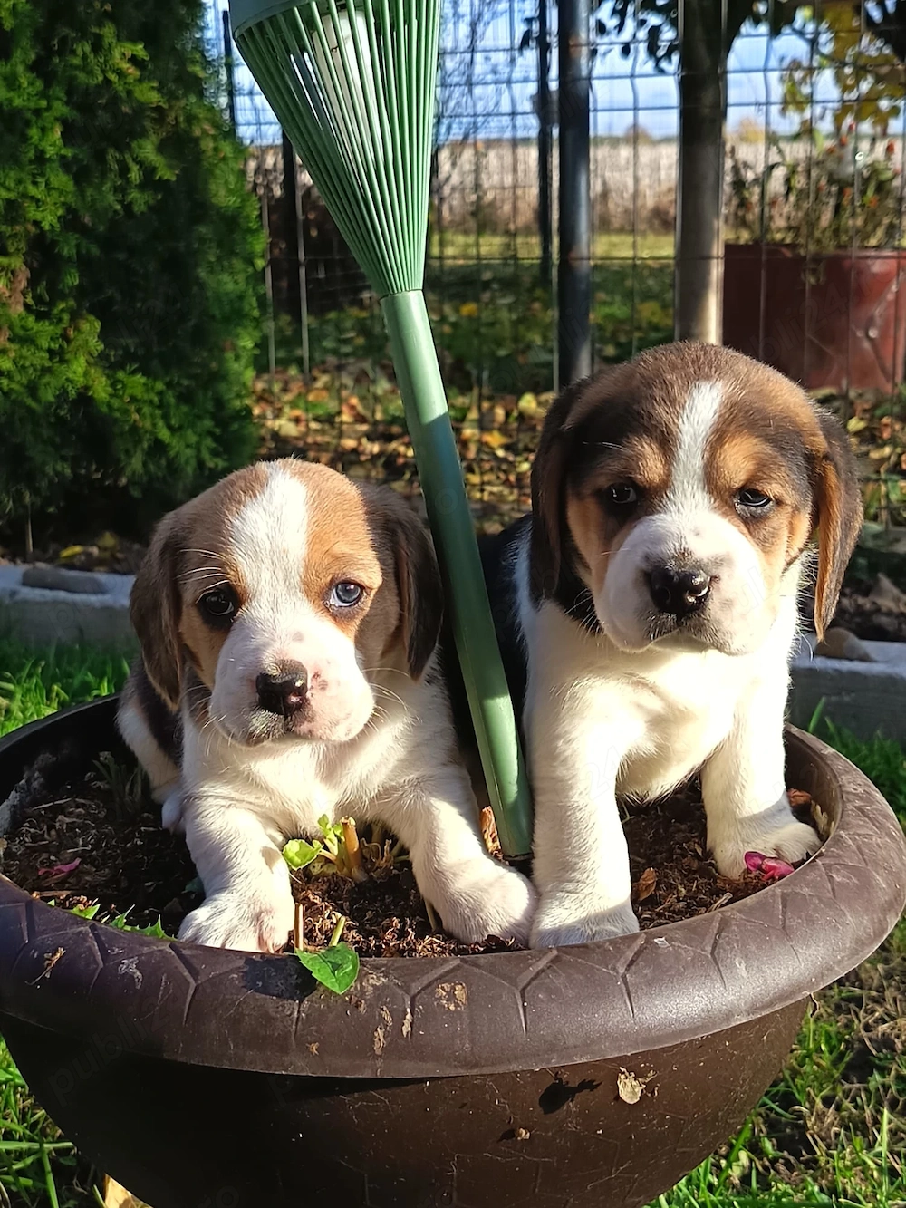 Beagle beagle tricolor 