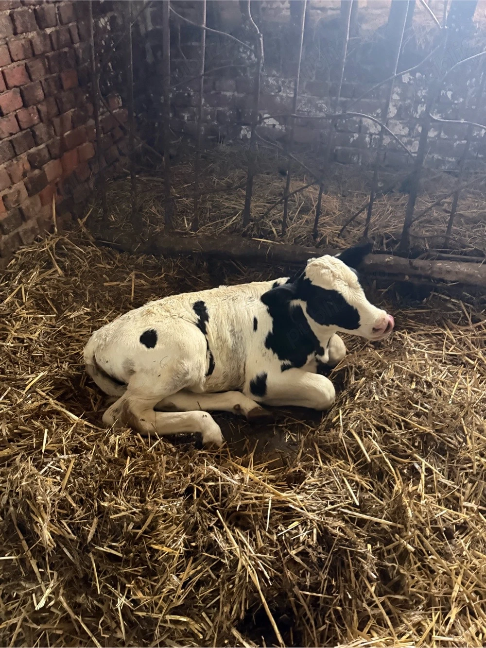 Viteluse holstein