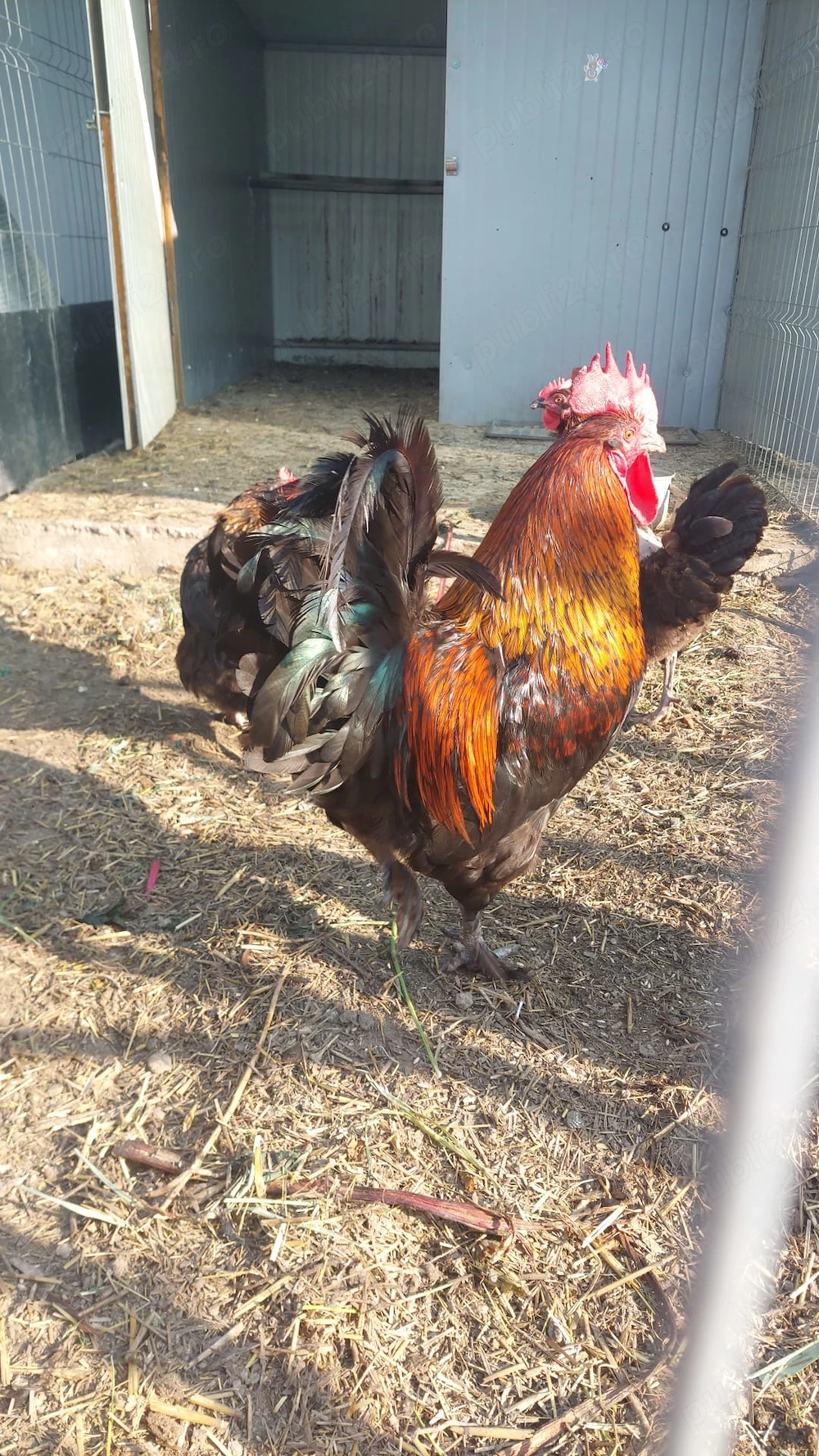 Vând 1+1  marans an 2025