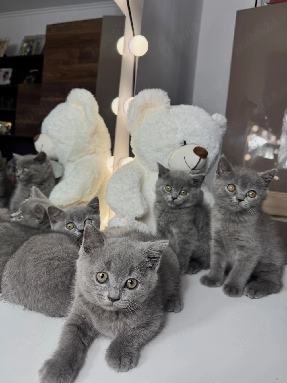 pui de pisica British shorthair