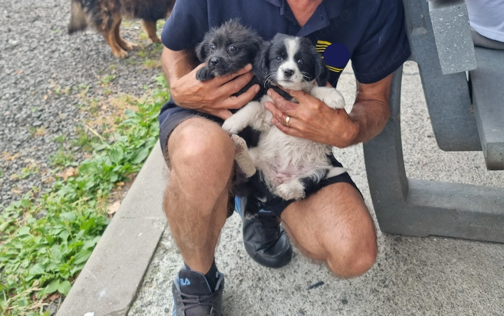 2 pui caine spre adoptie Turda jud. Cluj