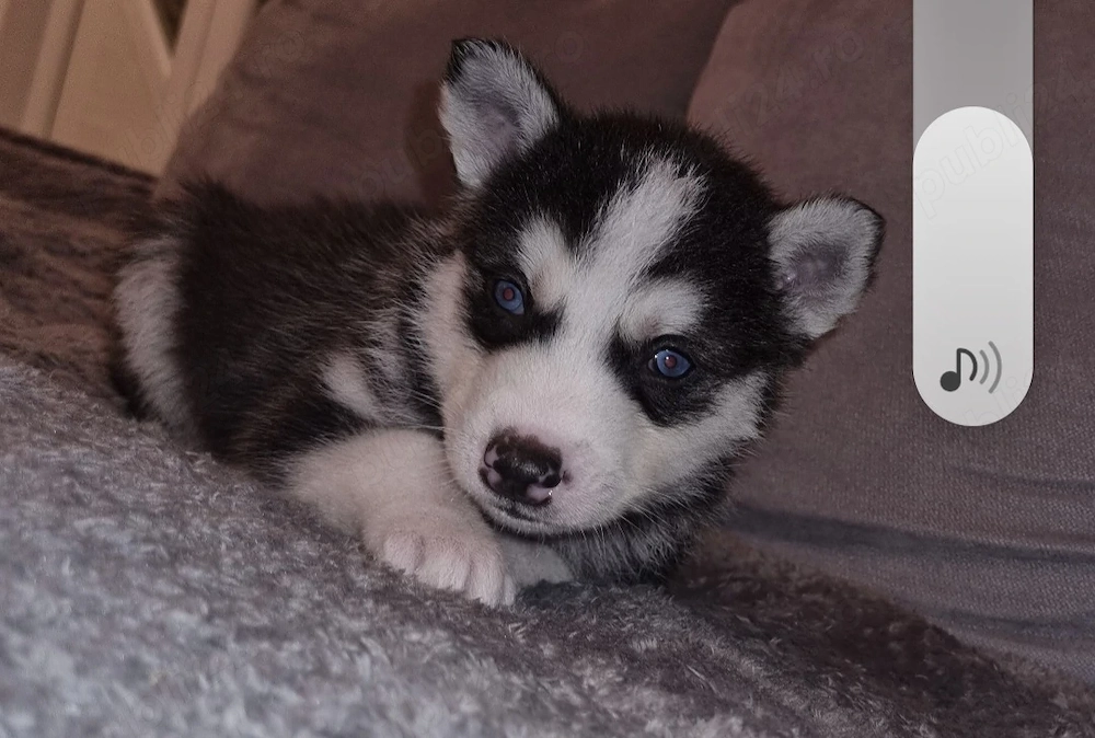 Pui husky siberian