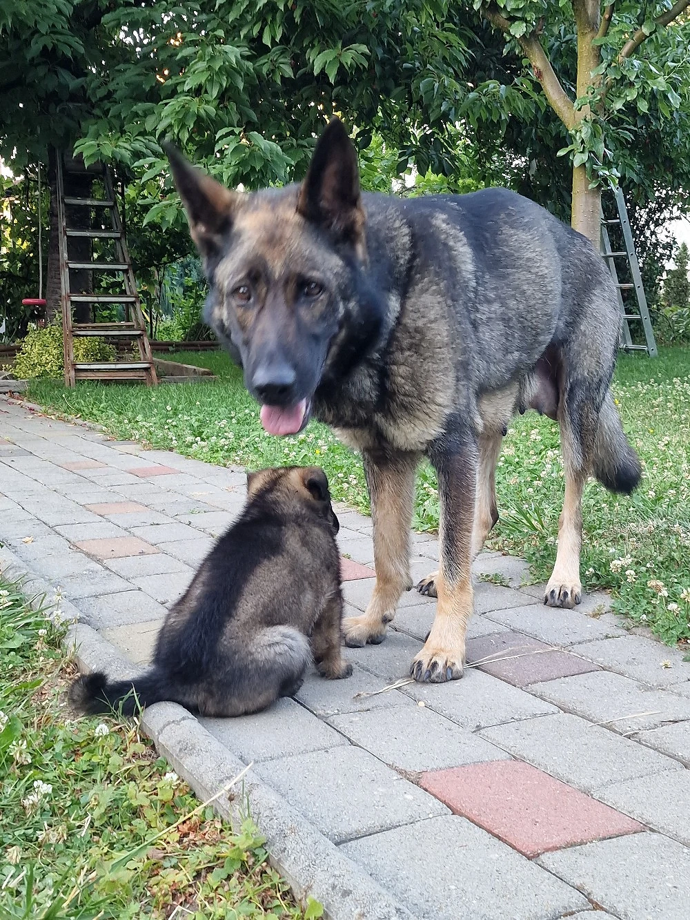 Pui ciobanesc german linia de lucru 