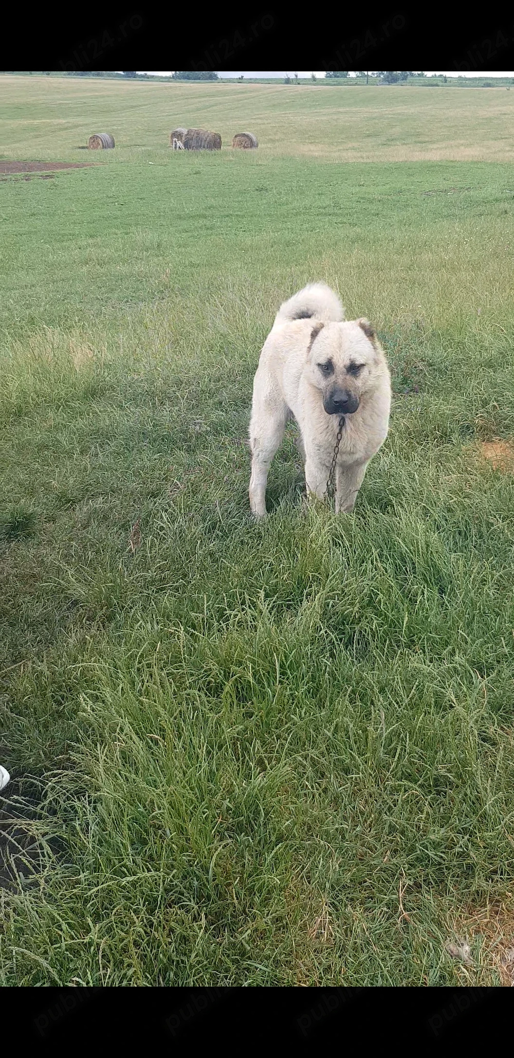 Vand caine de kangal tanar
