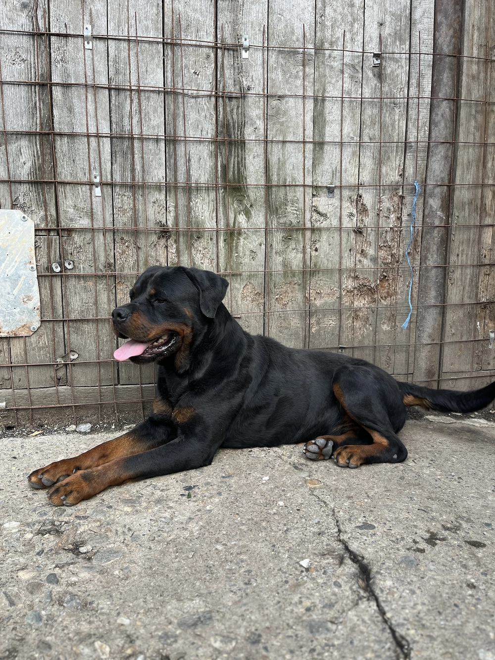 Rottweiler mascul cu pedigree