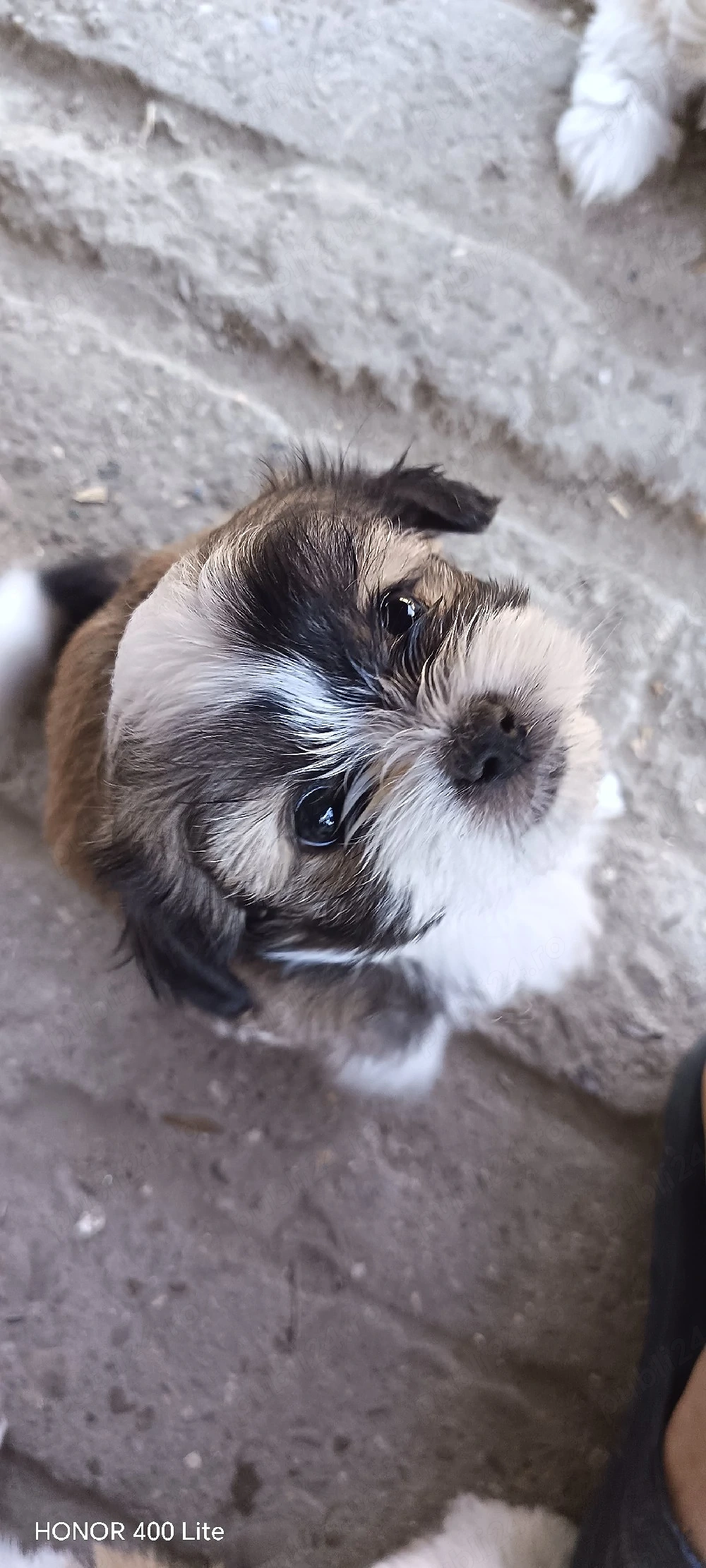 puiuti shih-tzu