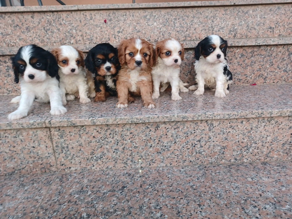 Cavalier King Charles