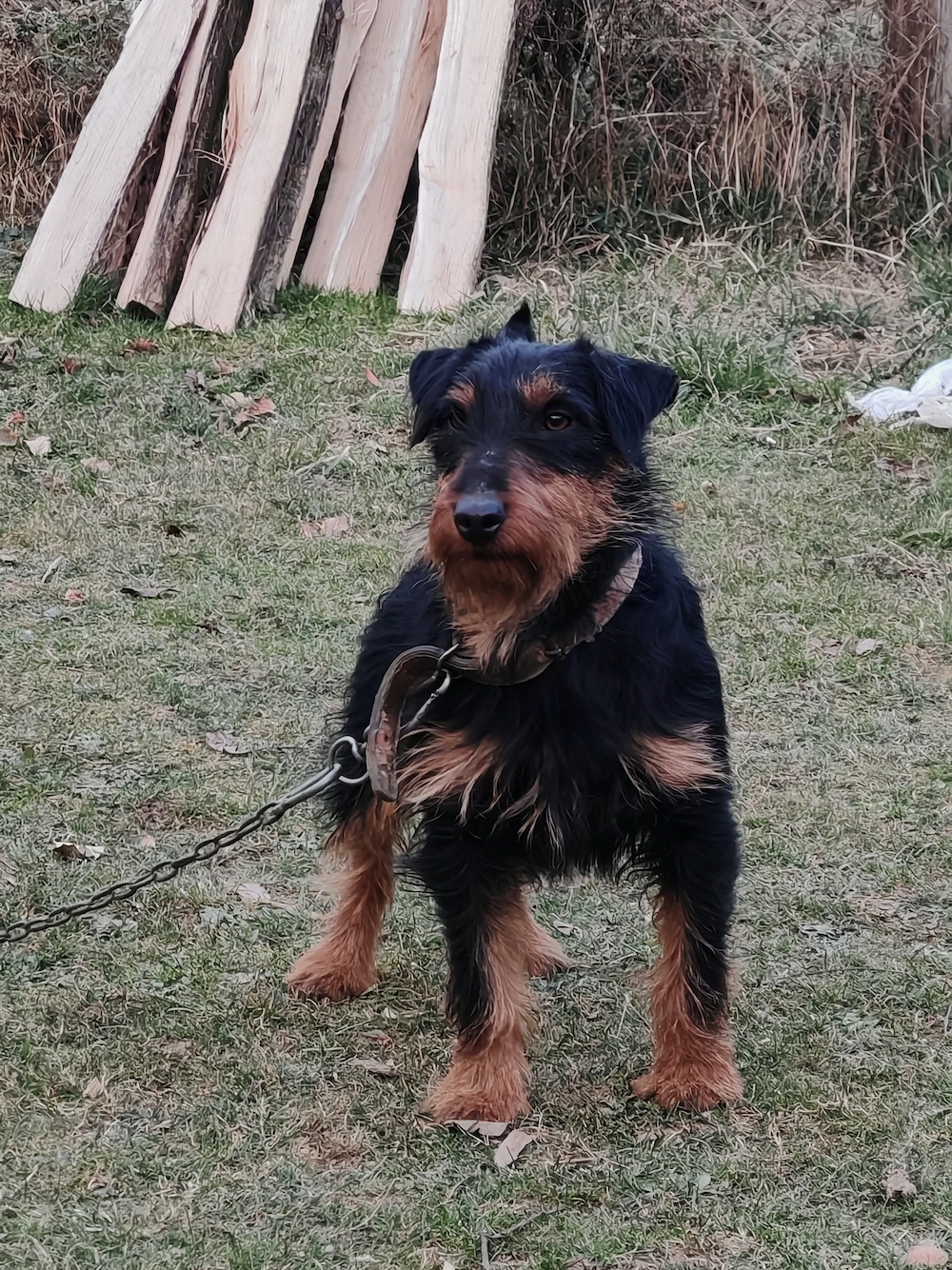 Jagdterrier mascul