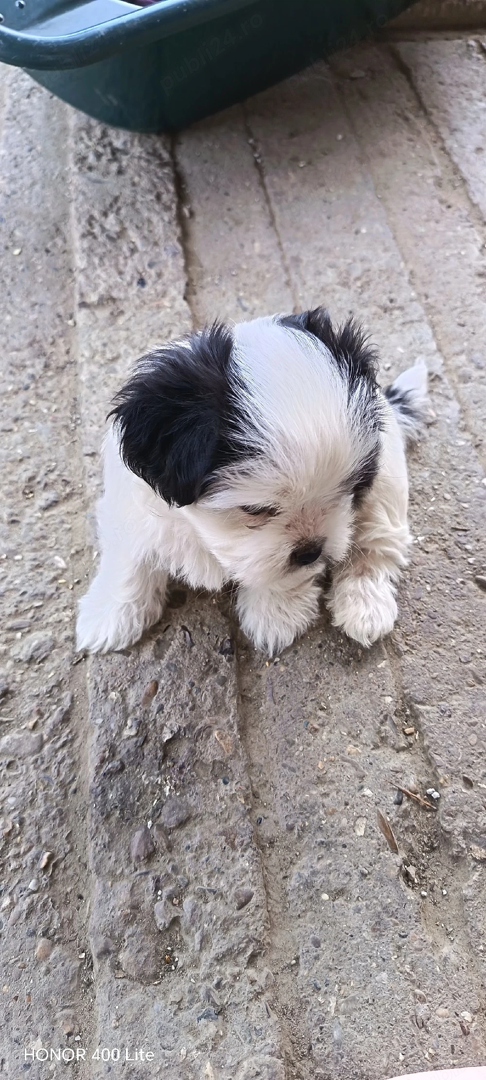  Pui Shih-tzu 