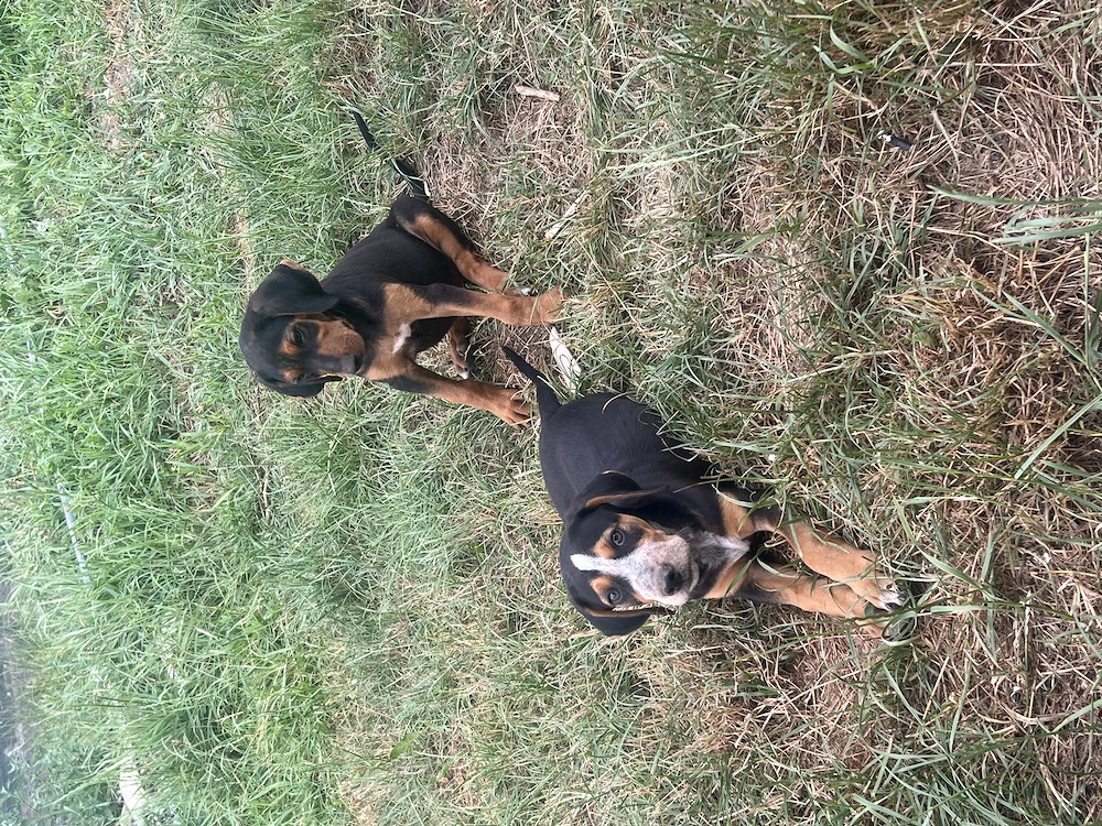 Copoi ardelenesc  câini de vânătoare 