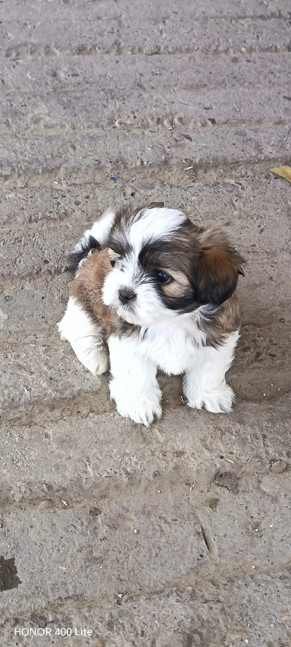 Cățelușa shih-tzu