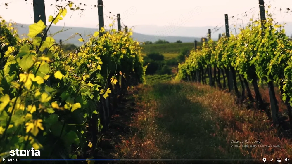 Vanzare VIE 16,5 ha, teren agricol Boldesti-Scaeni, langa crama Feruccio