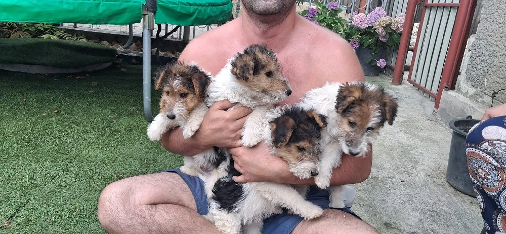 Fox terrier
