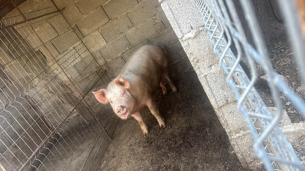 Porci landrace