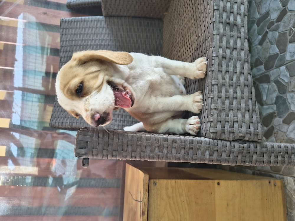 Mascul Beagle rasa pura 