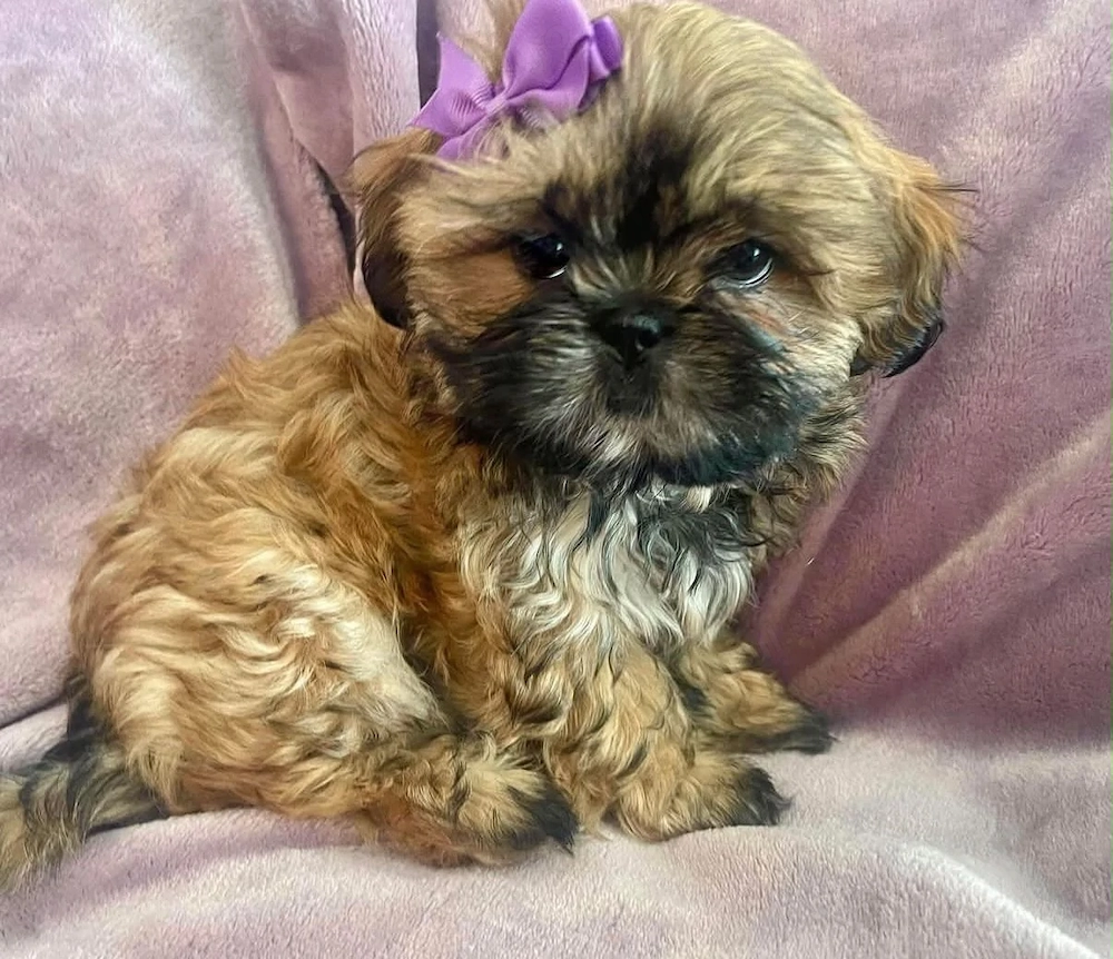Bichon havanez puiuți