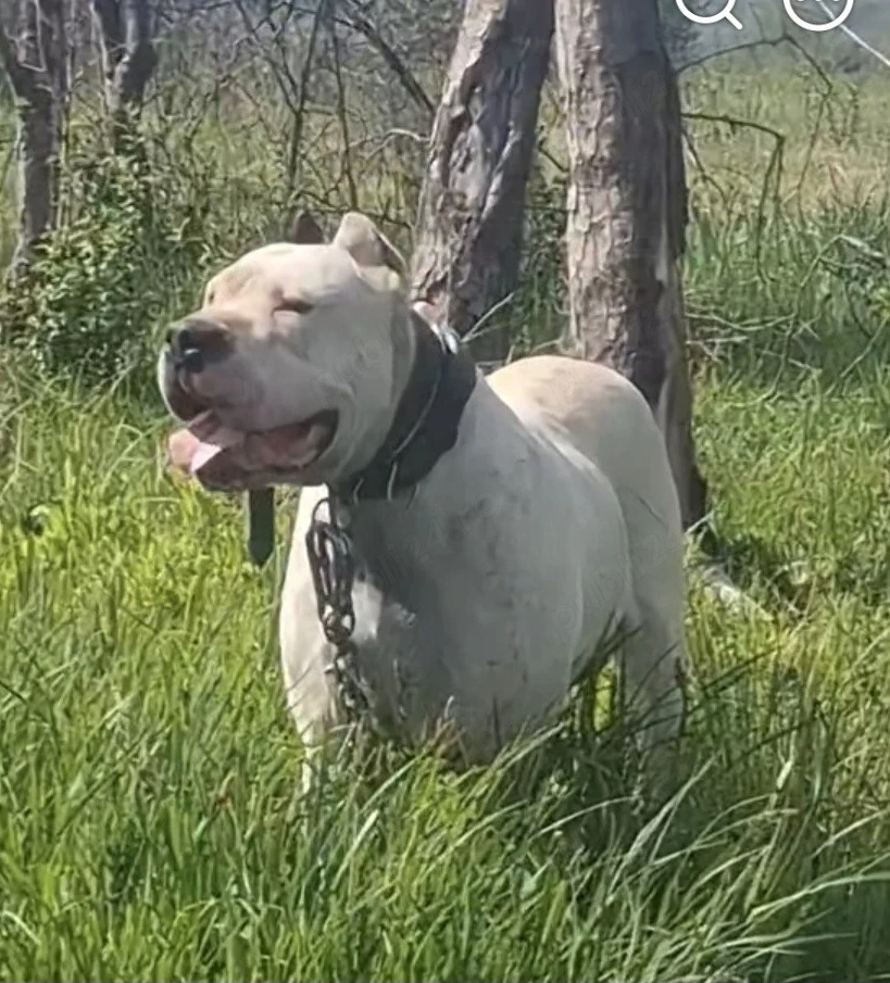 disponibil dog argentinian femela 