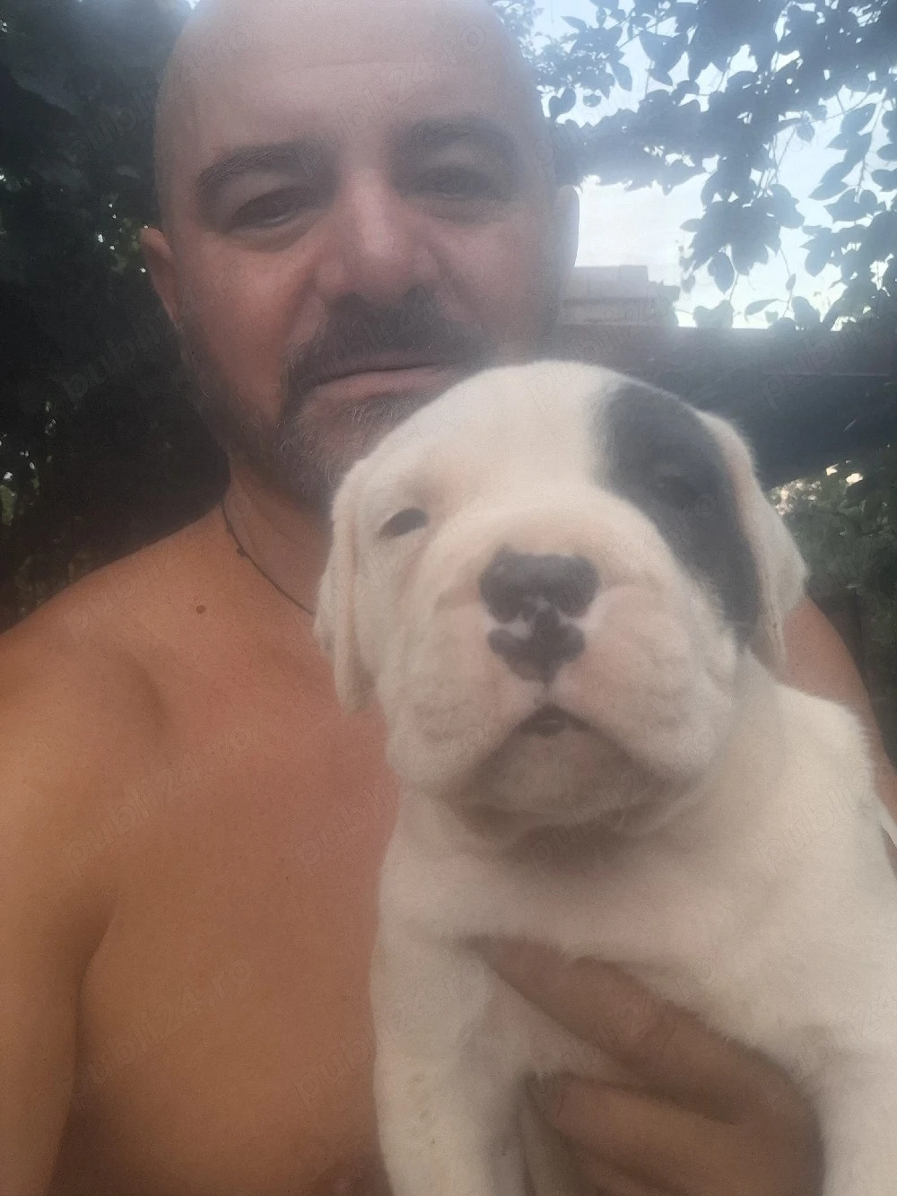 disponibil dog argentinian mascul