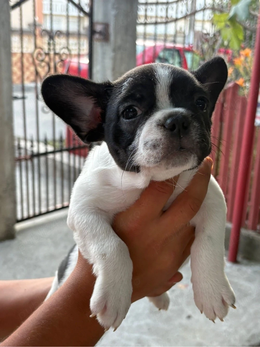 Pui Bulldog Francez