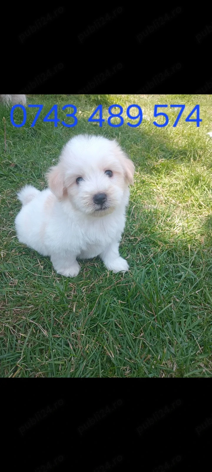 Bichon maltez mascul 